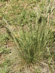 Poa ligularis