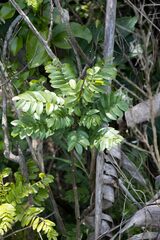 Cnestis polyphylla