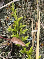 Lycopodium