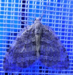 Epirrita dilutata