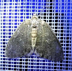 Epirrita dilutata