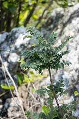 Cnestis polyphylla