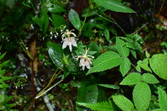 Tricyrtis macropoda