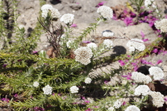 Metalasia pulchella