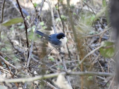 Microspingus melanoleucus