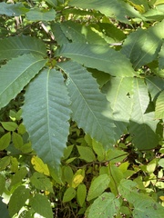 Castanea dentata