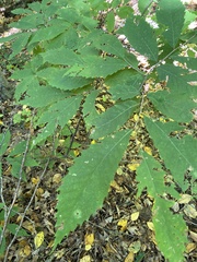 Castanea dentata