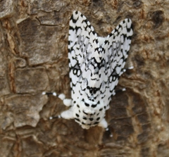 Lichnoptera