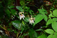 Tricyrtis macropoda
