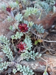 Porophyllum linifolium