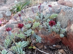 Porophyllum linifolium
