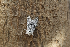 Lichnoptera