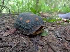 Chelonoidis carbonarius