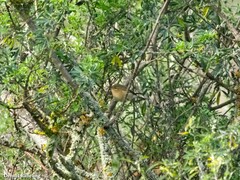 Phylloscopus canariensis