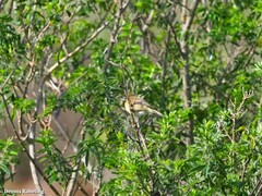 Phylloscopus canariensis
