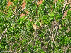 Phylloscopus canariensis
