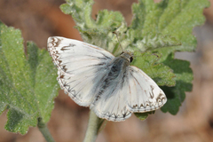 Heliopetes ericetorum