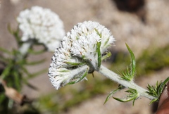 Metalasia pulchella