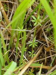 Galium divaricatum