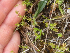Galium divaricatum