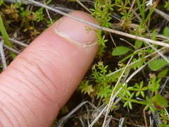 Galium divaricatum