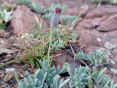 Porophyllum linifolium