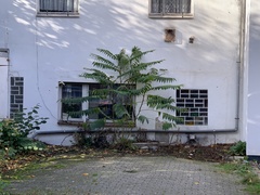 Ailanthus altissima