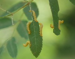 Pristiphora geniculata