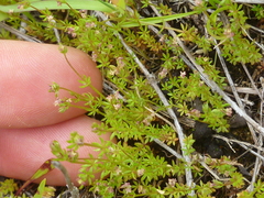Galium divaricatum