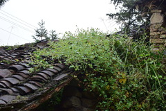 Persicaria perfoliata