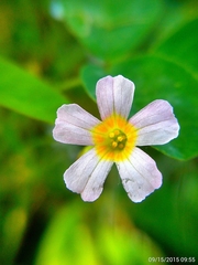 Oxalis barrelieri