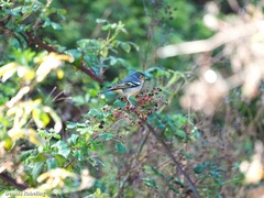 Fringilla coelebs canariensis