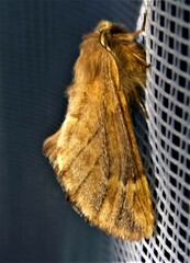 Ptilophora plumigera