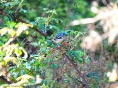 Fringilla coelebs canariensis