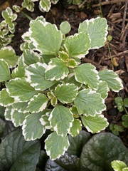 Coleus paniculatus