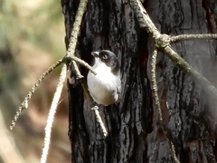 Microspingus melanoleucus