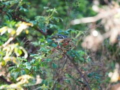 Fringilla coelebs canariensis