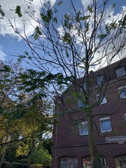 Ailanthus altissima