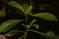 Tabernaemontana pandacaqui