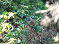 Fringilla coelebs canariensis