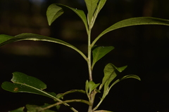 Tabernaemontana pandacaqui