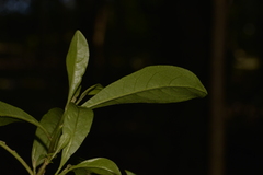 Tabernaemontana pandacaqui