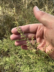 Ambrosia confertiflora