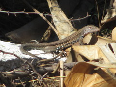 Pholidoscelis chrysolaemus