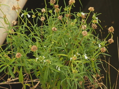Leucas lavandulifolia