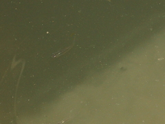 Poecilia reticulata