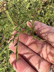 Ambrosia confertiflora