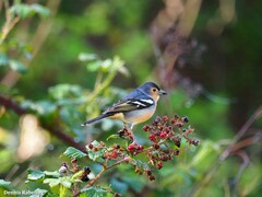 Fringilla coelebs canariensis