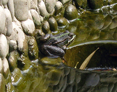 Pelophylax ridibundus