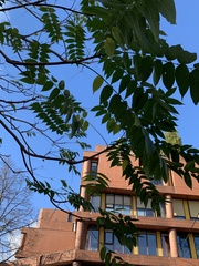 Ailanthus altissima